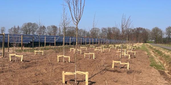 Jonge aanplant N18 Eeltinkveld